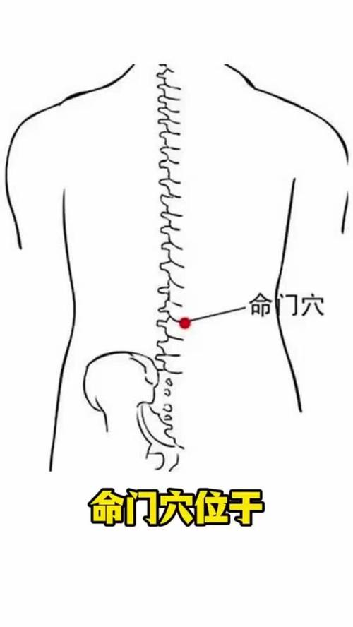 身体穴位命门在哪里