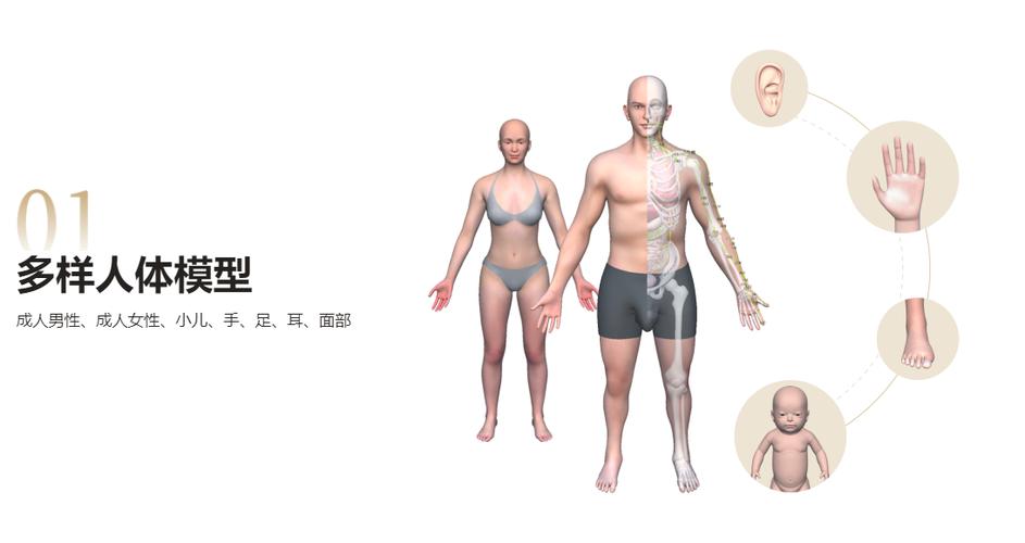 哪个穴位管下身淋巴