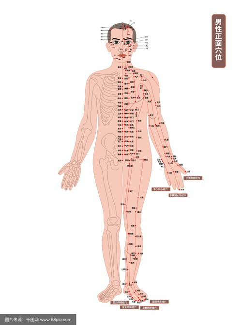 十二经络与穴位位置
