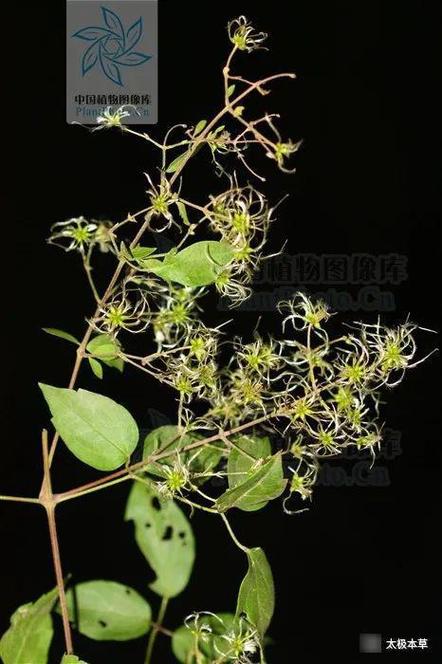 鹅蛋风腾草能治风湿吗