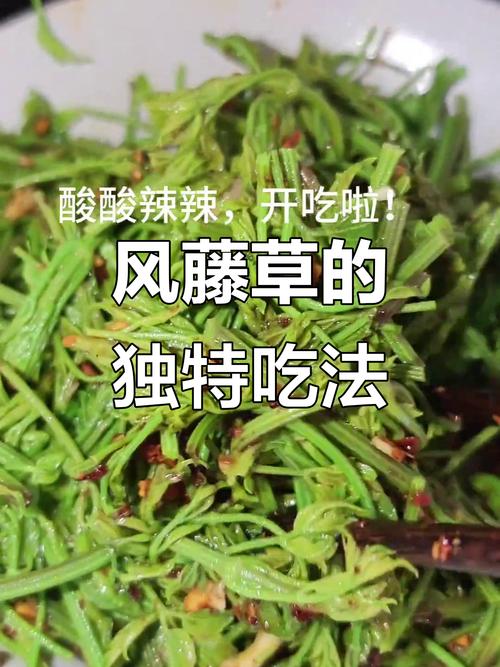 鹅蛋风腾草能治风湿吗