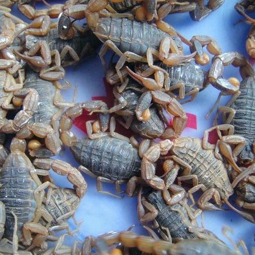 治风湿一天吃几个蝎子