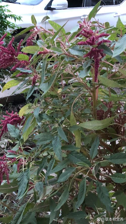 刺菜和蓖麻子治疗风湿