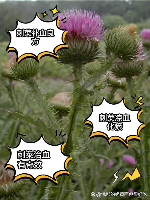 刺菜和蓖麻子治疗风湿