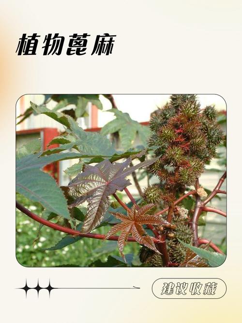 刺菜和蓖麻子治疗风湿