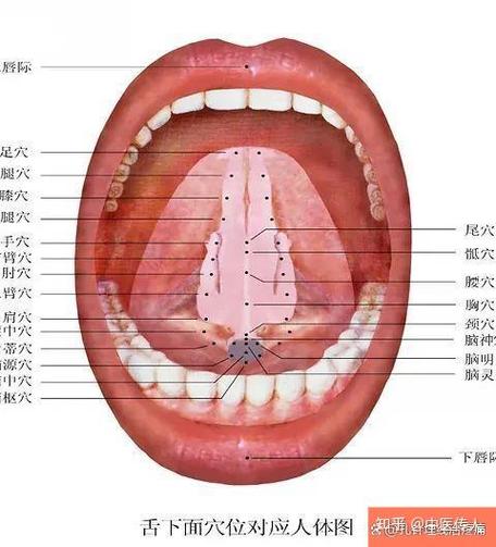 舌头硬手麻调理穴位