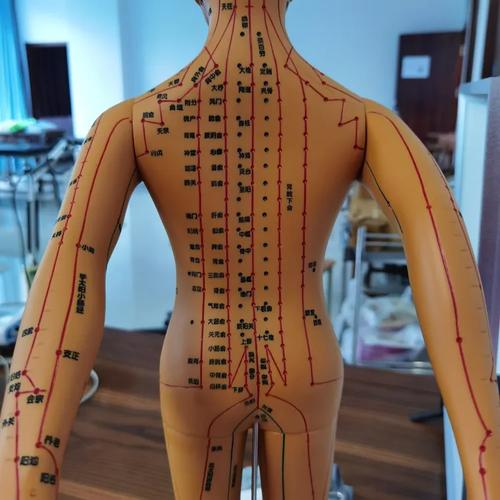 人体经络智能穴位图