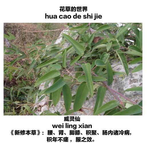 百宝仙真能治好风湿吗
