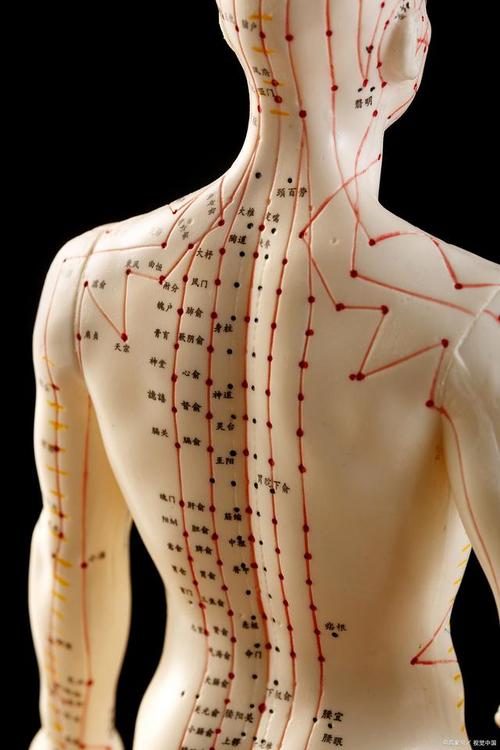 背部穴位准确位置图