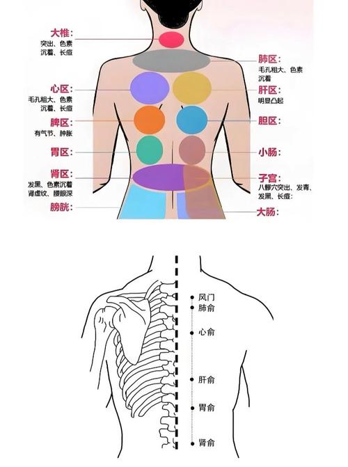 背部穴位准确位置图
