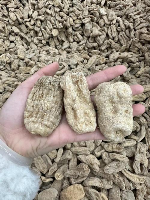 天麻能治风湿关节痛吗