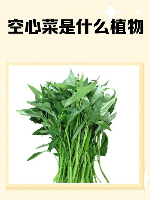 类风湿可以吃空心菜吗