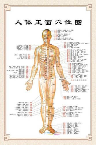 身体穴位分布与功能