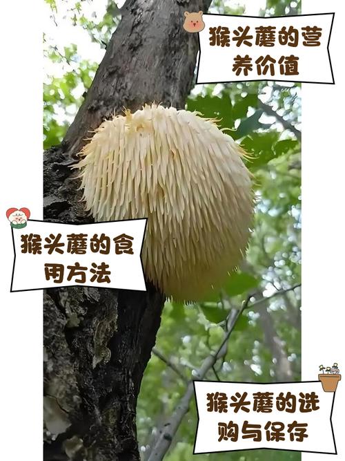 类风湿可以吃猴头菇吗