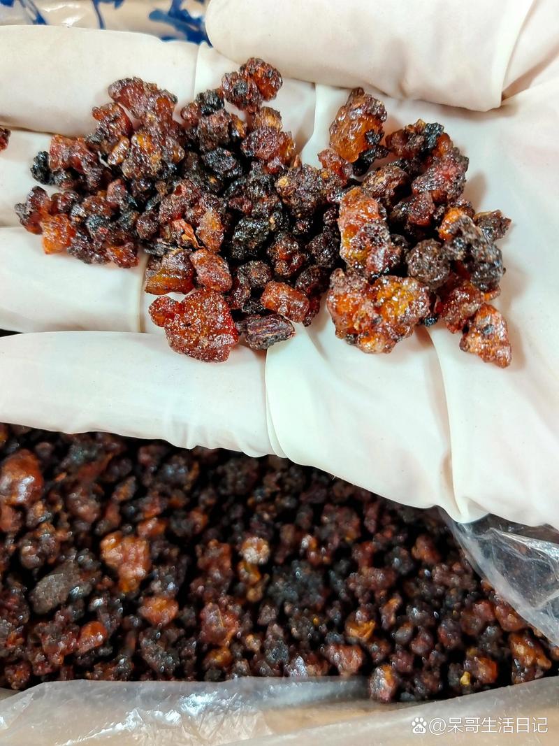 去风湿的蛇叫什么名字