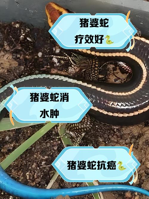 去风湿的蛇叫什么名字