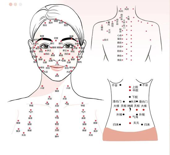 面部按摩美容穴位图