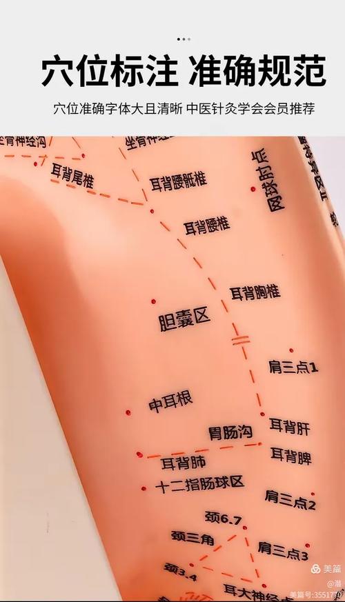 耳朵后面叫什么穴位