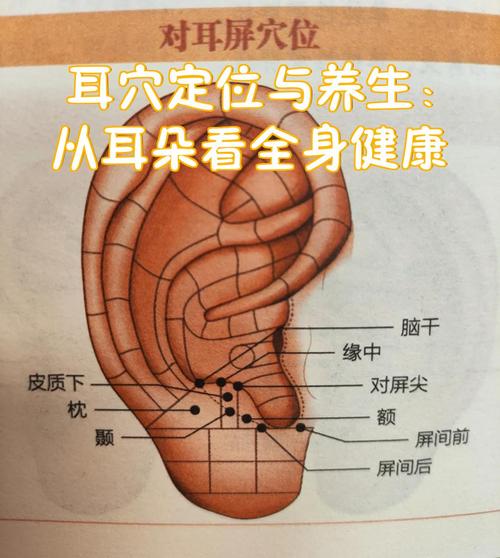 耳朵后面叫什么穴位