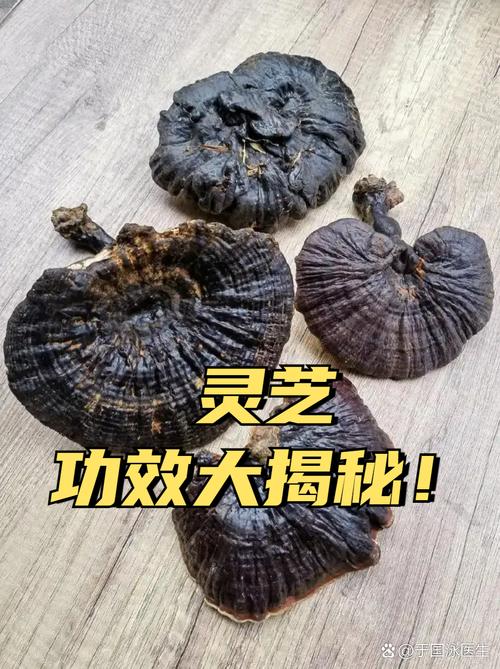 有脑梗的人能吃灵芝吗