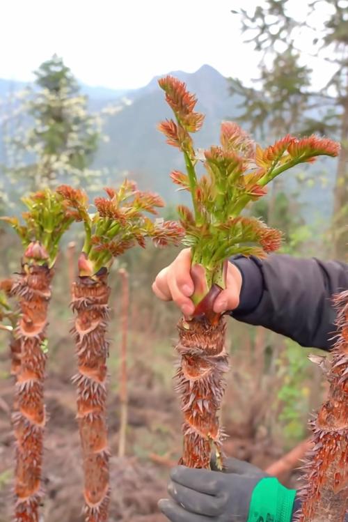 风湿病人可以吃香椿吗