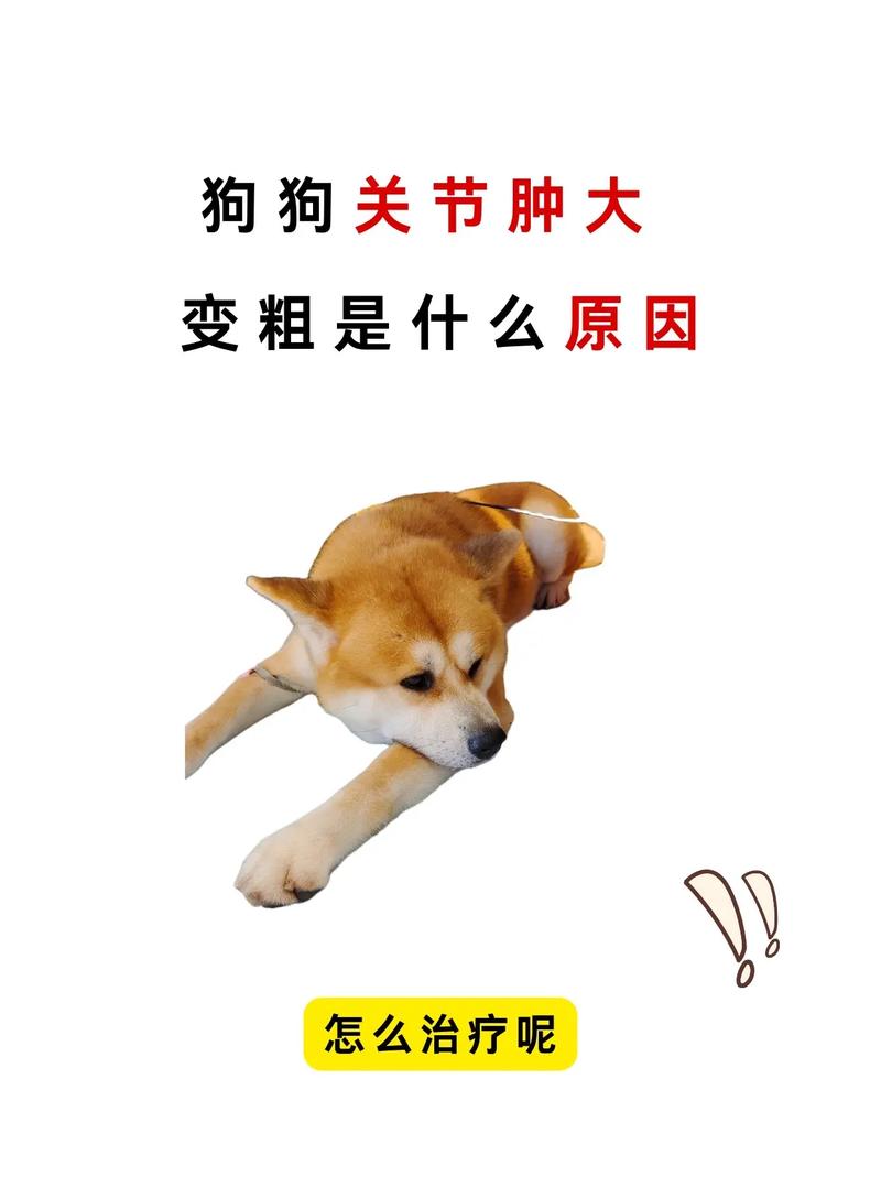 牧羊犬得了风湿怎么办