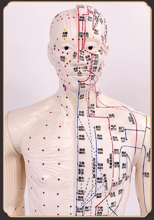 男性身体的每个穴位