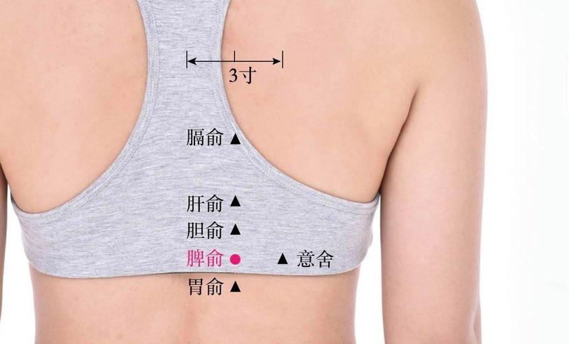 针灸调理脾胃的穴位