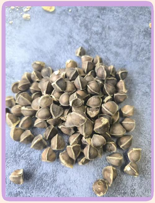 辣木籽有类风湿能吃吗