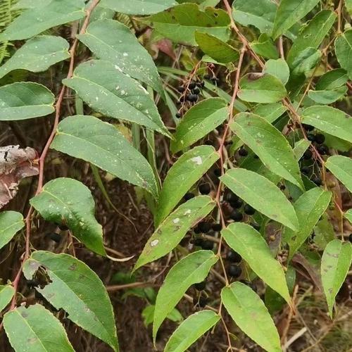 透骨草泡酒能治风湿吗