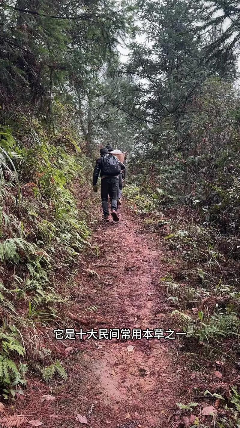 透骨草泡酒能治风湿吗