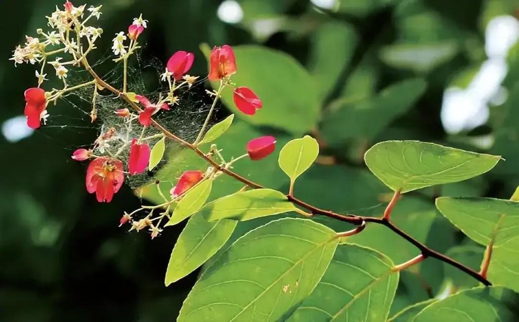 类风湿雷公藤能治好吗