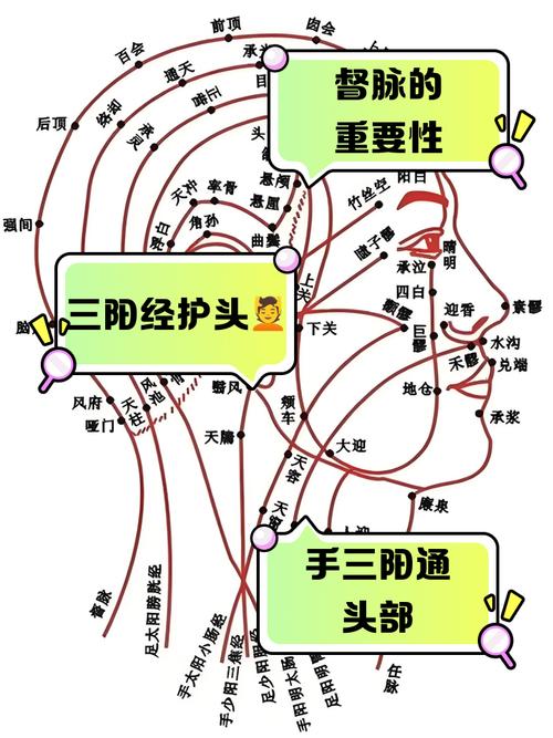 人体头部常用穴位图
