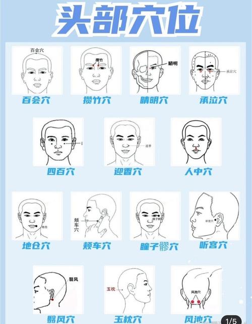 人体头部常用穴位图