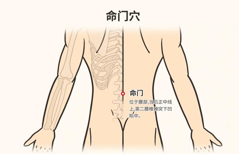 命门穴位在什么位置