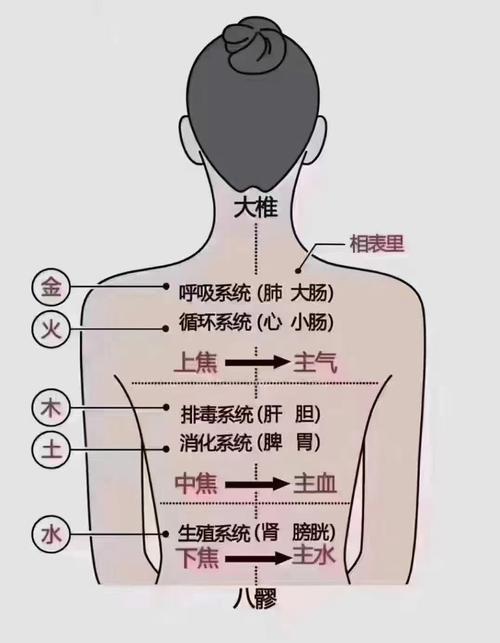 人体那个穴位管肺部