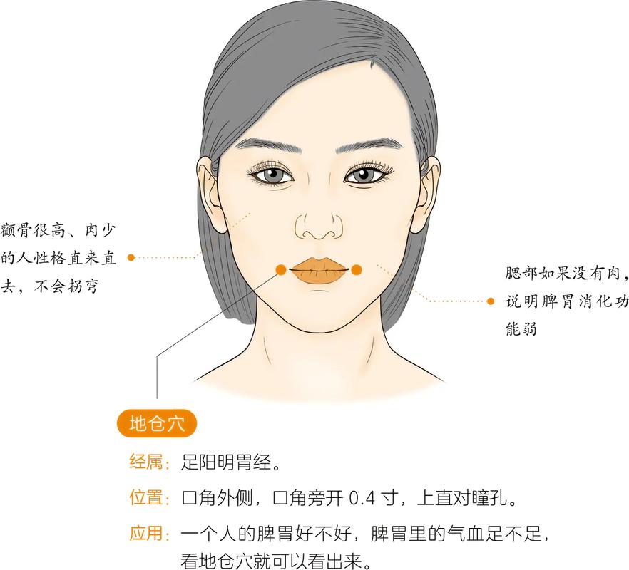 地仓穴位准确位置图