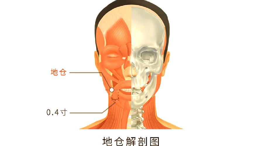 地仓穴位准确位置图