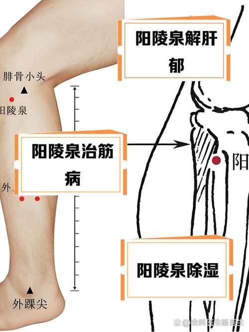 腿部外侧有什么穴位