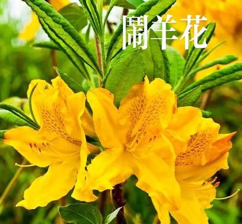 閙羊花外用治疗风湿吗