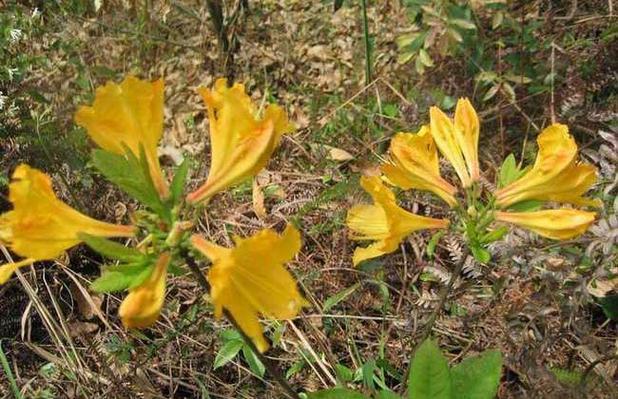 閙羊花外用治疗风湿吗