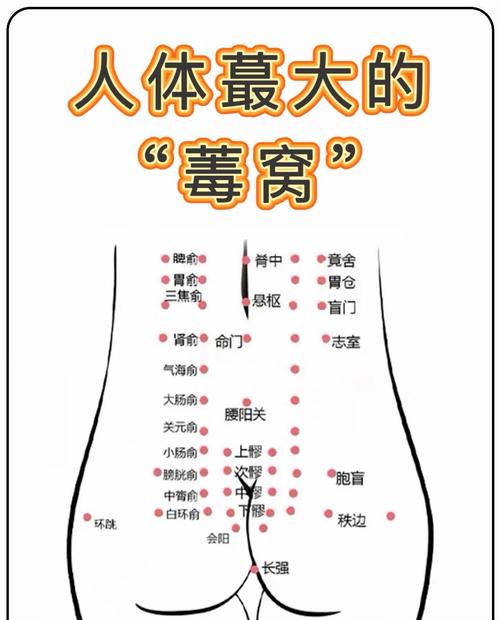 屁股穴位对应器官图