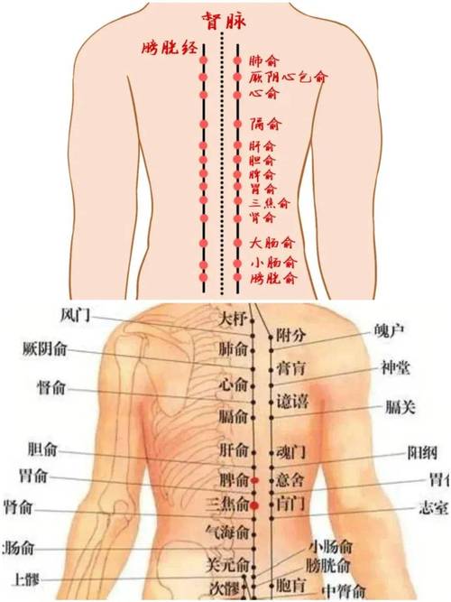 背部按摩 附穴位图