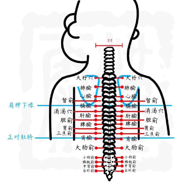 背部按摩 附穴位图