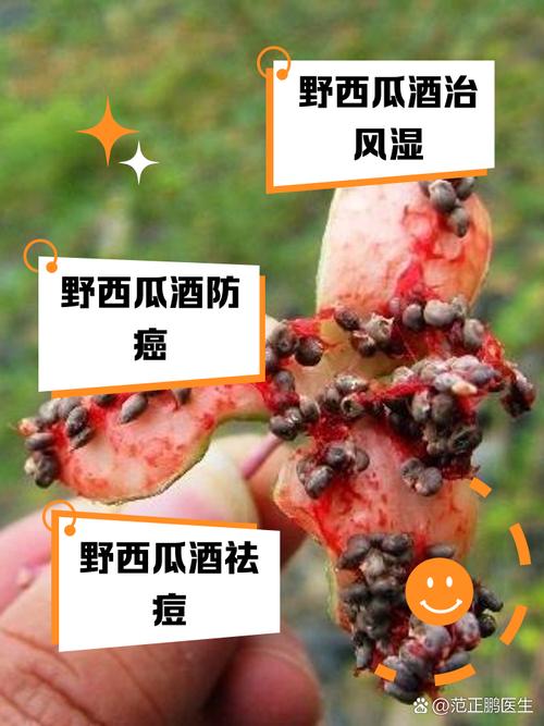 野西瓜泡酒能治风湿吗