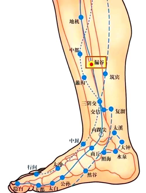 腿部针灸的主要穴位