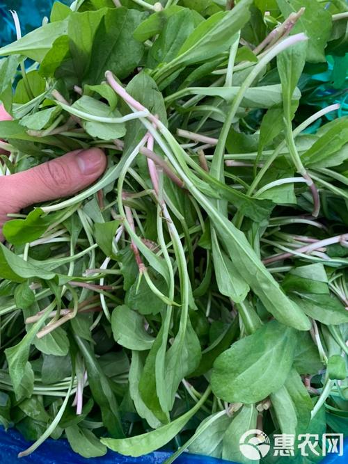 脑梗患者吃什么蔬菜好