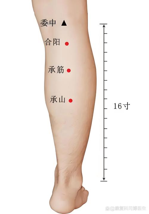 腿上有哪些重要穴位