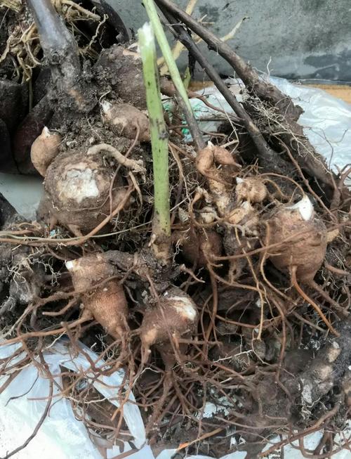 附子能吃好风寒风湿吗