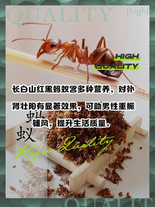 黑蚂蚁治类风湿变形了